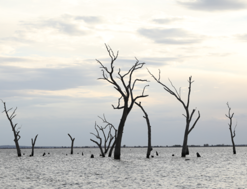 Co-Design e cambiamento climatico: un nuovo approccio